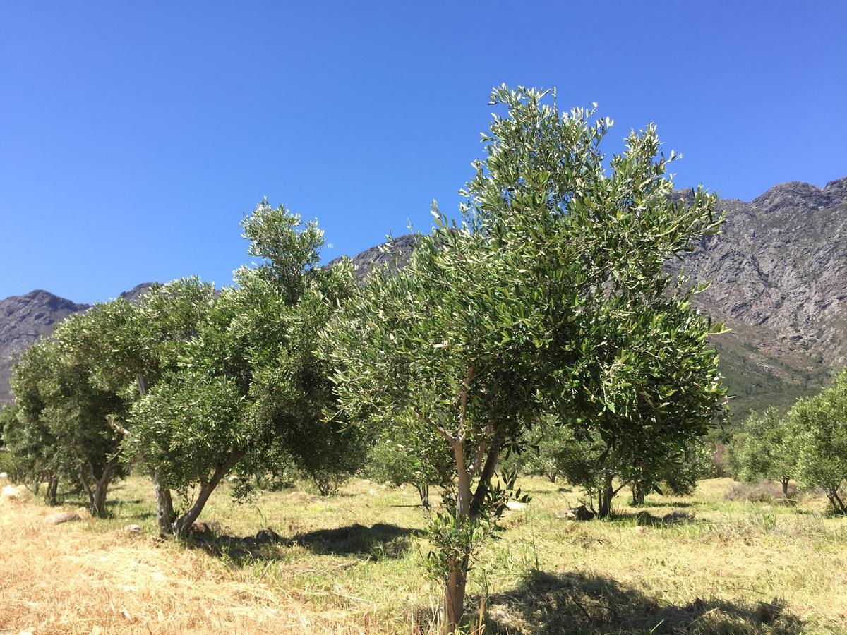 Olive Cottage Franschhoek Luaran gambar